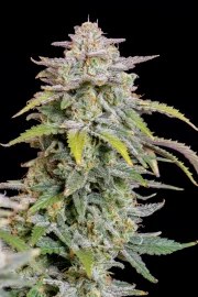 Forbidden Runtz Auto – product view 7