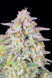 Forbidden Runtz Auto – product view 8