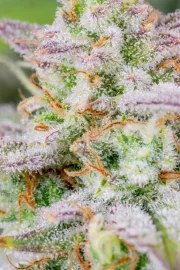 Forbidden Runtz Auto – product view 9