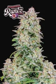 Forbidden Runtz Auto – product view 10