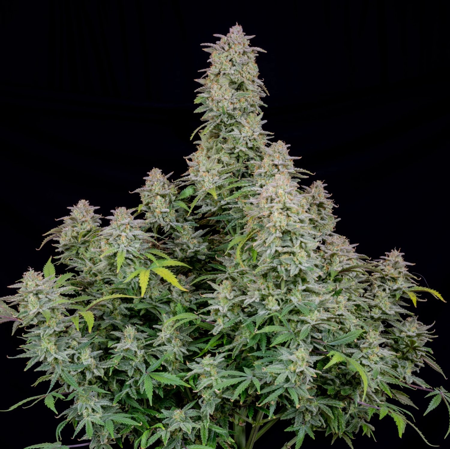 Forbidden Runtz Auto – FastBuds – Autoflowering