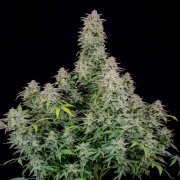 Forbidden Runtz Auto – FastBuds – Autoflowering