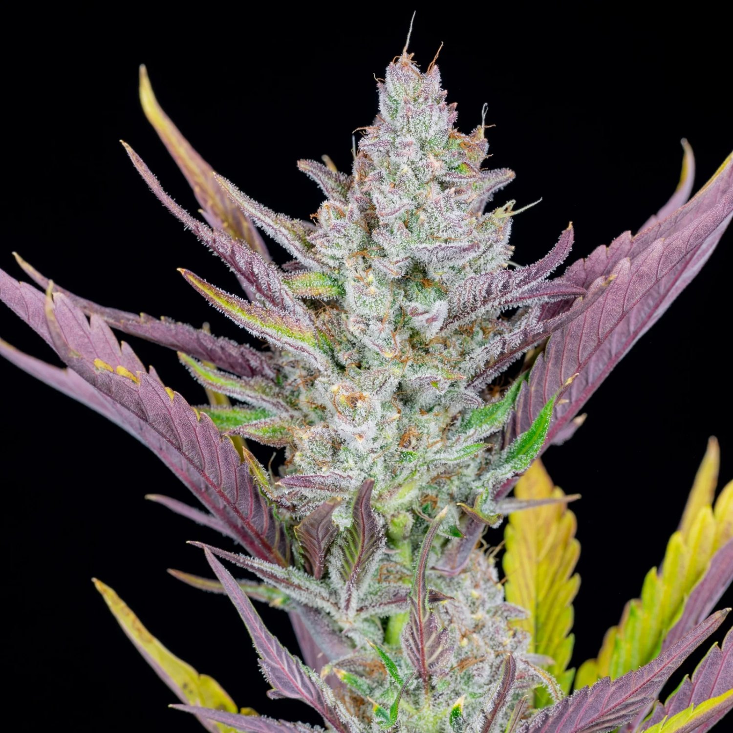 Wedding Glue Auto – FastBuds – Autoflowering