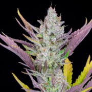 Wedding Glue Auto – FastBuds – Autoflowering