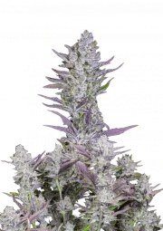 Wedding Glue Auto – product view 1