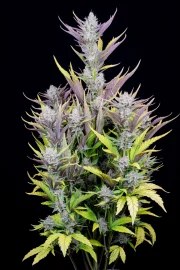 Wedding Glue Auto – product view 2