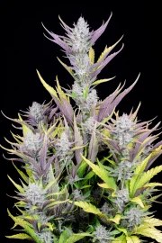 Wedding Glue Auto – product view 3