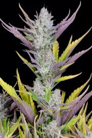 Wedding Glue Auto – product view 4