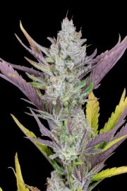 Wedding Glue Auto – product view 5