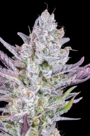 Wedding Glue Auto – product view 7
