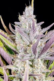 Wedding Glue Auto – product view 8