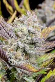 Wedding Glue Auto – product view 9