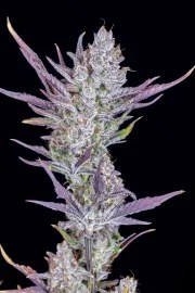 Wedding Glue Auto – product view 10