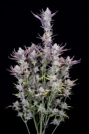 Wedding Glue Auto – product view 11