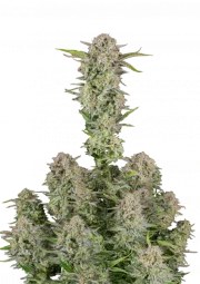 Bruce Banner Auto – product view 1