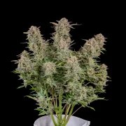 Bruce Banner Auto – product view 2