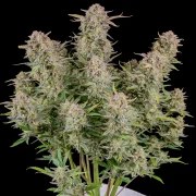 Bruce Banner Auto – product view 3