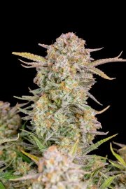Bruce Banner Auto – product view 4