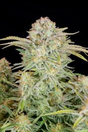 Bruce Banner Auto – product view 5