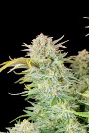 Bruce Banner Auto – product view 6