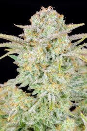 Bruce Banner Auto – product view 7