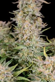 Bruce Banner Auto – product view 8