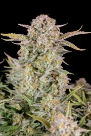 Bruce Banner Auto – product view 9