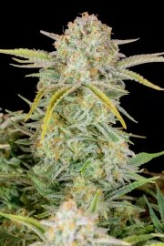 Bruce Banner Auto – product view 10