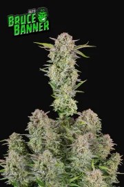 Bruce Banner Auto – product view 11