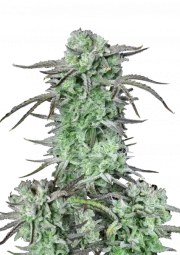 Strawberry Banana Auto – product view 1
