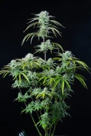 Strawberry Banana Auto – product view 2