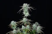 Strawberry Banana Auto – product view 3
