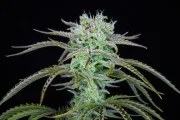 Strawberry Banana Auto – product view 4