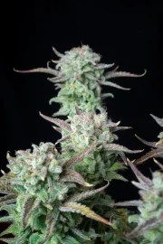 Strawberry Banana Auto – product view 5
