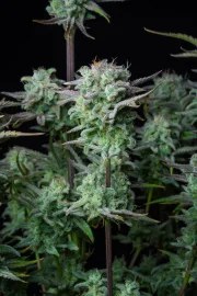 Strawberry Banana Auto – product view 6
