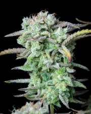 Strawberry Banana Auto – product view 7