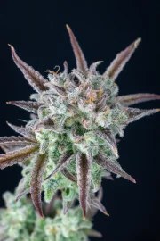Strawberry Banana Auto – product view 8