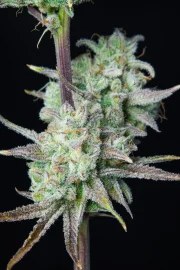 Strawberry Banana Auto – product view 9