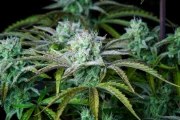 Strawberry Banana Auto – product view 10