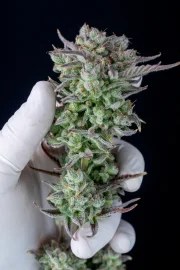 Strawberry Banana Auto – product view 11