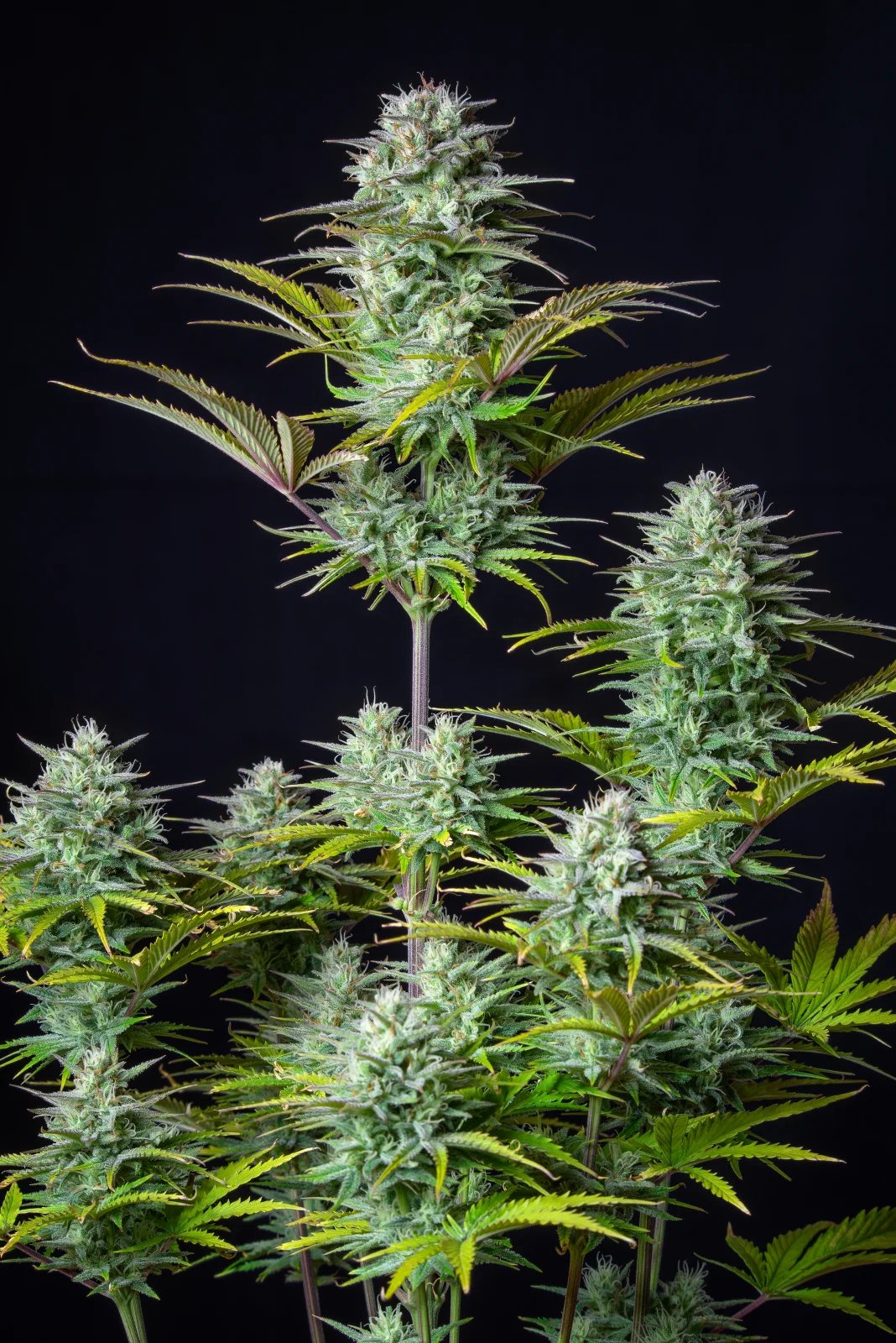 Kosher Cake Auto – FastBuds – Autoflowering