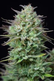 Kosher Cake Auto – product view 7