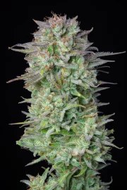 Kosher Cake Auto – product view 8