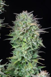 Kosher Cake Auto – product view 9