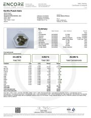 Gorilla Punch Auto – FastBuds – Autoflowering