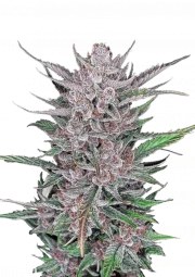Gorilla Punch Auto – product view 1