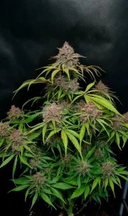 Gorilla Punch Auto – product view 2