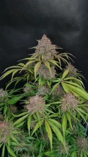 Gorilla Punch Auto – product view 3