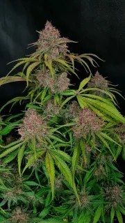Gorilla Punch Auto – product view 4
