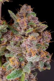 Gorilla Punch Auto – product view 5